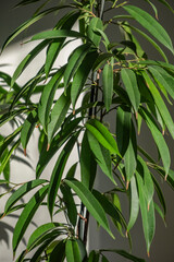 Ficus maclellandii Alii