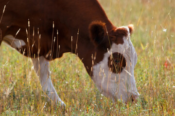 Cow is eating dry grass in the pasture of a dairy farm.