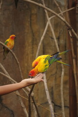 Young Sun Conures (Aratinga solstitialis) perched on a wooden branch