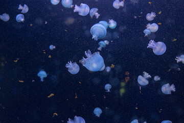 A group of beautiful jellyfish swimming in deep blue water. Theriology, tourism, diving, underwater...