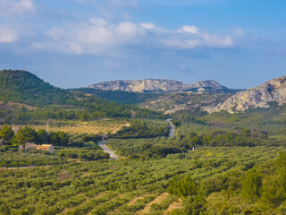 Fototapeta na wymiar Landscape with a valley of the Alpilles covered with olive trees and some trees under the blue southern sky in Provence in France