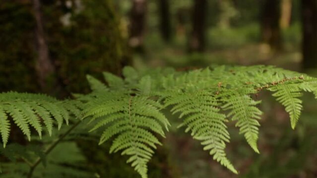 Fern in the forest with perfect light
