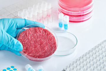 Hand in blue glove holding a petri dish with artificial meat, vat produced meat using cell culture.
