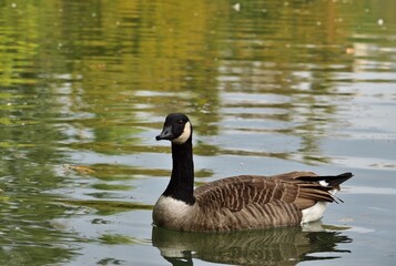 Kanadagans (Branta canadensis) im Leopoldskroner Weiher