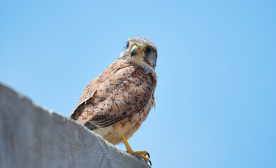 Kestrel bird waiting for a some prey.
Kestrel bird watching some prey from the top of a wall