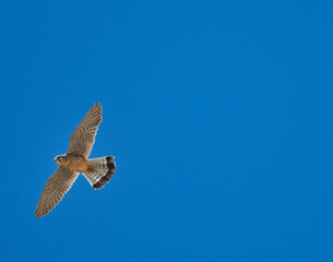 Kestrel bird flying in the blue sky.
A beautiful Kestrel bird fly high in the blue sky looking for some pray. Nature concept.