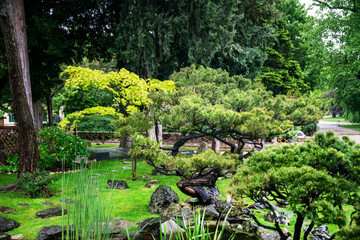 Japanese garden in Vienna:with Japanese maple and orange vlossom of rhododendrons. Garden  path in...