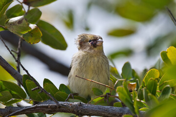 Canary bird on the tree.
A small Canary Bird relaxing on a tree whit a visible bump on its face.