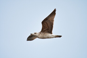 Seagull fly in the sky.
A Seagull bird fly in the sky near the coast, symbol of freedom, respect animal and nature