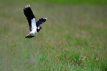 Northern lapwing // Kiebitz (Vanellus vanellus) 