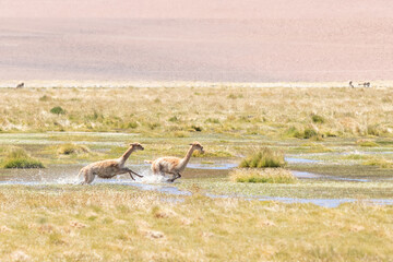 Vicuña (vicugna vicugna)