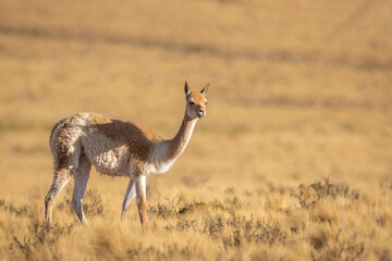 Vicuña (vicugna vicugna)