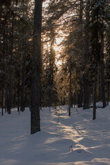 Magical winter landscape. Snow covered trees. Helsinki. Finland