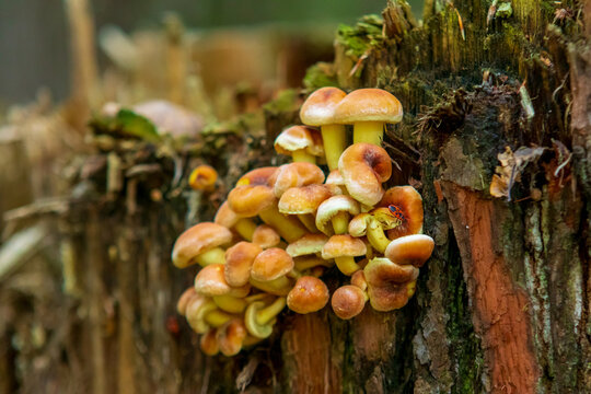 Pilze