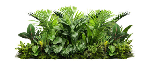 Green leaves of tropical plants bush (Monstera, palm, fern, rubber plant, pine, birds nest fern) floral arrangement  isolated on transparent background . PNG, cutout, or clipping path. - obrazy, fototapety, plakaty