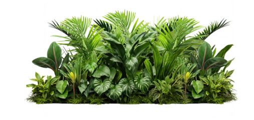 Green leaves of tropical plants bush (Monstera, palm, fern, rubber plant, pine, birds nest fern) floral arrangement  isolated on transparent background . PNG, cutout, or clipping path.