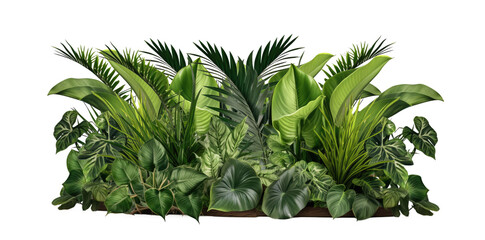 Green leaves of tropical plants bush (Monstera, palm, fern, rubber plant, pine, birds nest fern) floral arrangement  isolated on transparent background . PNG, cutout, or clipping path.