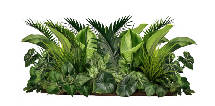 Green leaves of tropical plants bush (Monstera, palm, fern, rubber plant, pine, birds nest fern) floral arrangement  isolated on transparent background . PNG, cutout, or clipping path.