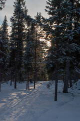 Magical winter landscape. Snow covered trees. Helsinki. Finland