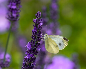 Macro of a white cabbage butterfly