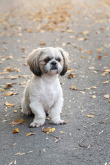 Shih tzu dog walk in fall park with autumn leaves