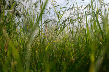 Green grass in the morning dew. Close-up.