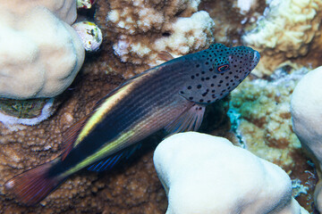 Fish of the Red Sea. Hawkfish