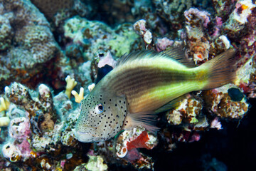 Fish of the Red Sea. Hawkfish