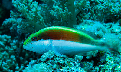 Fish of the Red Sea. Hawkfish