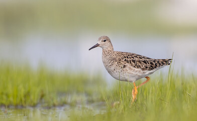 Ruff -  female feeding at the wetland on the mating season in spring