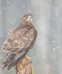 Common Buzzard in early spring at a wet forest