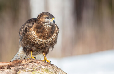 Common Buzzard in early spring at a wet forest