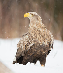 The white-tailed eagle - adult male - in early spring at the wet forest during the snowstorm