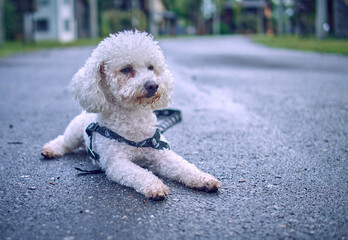 White bichon frisse dog posing in middle of a wet street a rainy and cloudy day. Horizontal and copy space. Selective focus