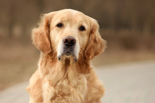 red dog golden retriever labrador puppy walks in the park in the fall. spring and dog