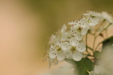fiore di biancospino in primavera