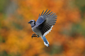 Blue Jays in fall colour flying, flapping or coming in for a landing on birdfeeder in fall