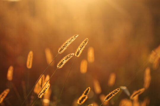 spighe al tramonto in un campo