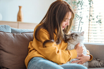 Happy young asian woman hugging cute grey persian cat on couch in living room at home, Adorable...