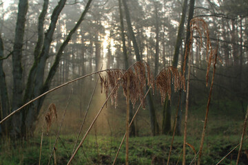 Zachód słońca w mglistym lesie z trzciną na pierwszym planie