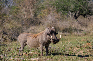 Naklejka na ściany i meble Large warthog with very large tusks standing watchful 