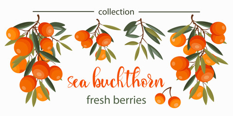 Sea buckthorn fresh berries collection. Vector illustration