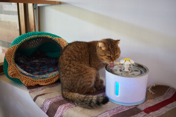 Pet water dispenser with automatic gravity refill.