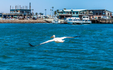 Fototapeta na wymiar A view of a pelican gliding across the waters of Walvis Bay, Namibia in the dry season