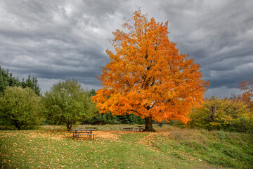 autumn trees in the park - 670168483