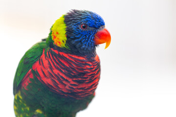 rainbow lorikeet parrot - 670168801