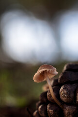 Mycena. Little mushrooms on pine cone.