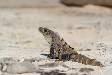 Wild iguana Relaxing on the Beach of Tulum. Quintana Roo, Mexico.