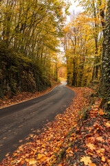 Kręta droga w lesie i jesień w pełnej krasie