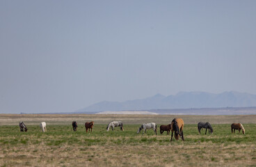 Herd of Wild Horses in Springtime in the Utah Desert